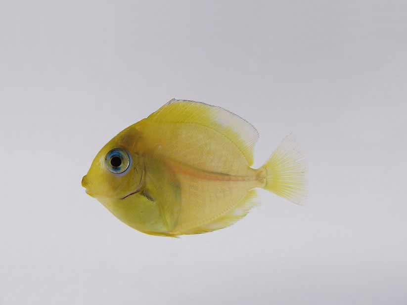 Gossier Guadeloupe